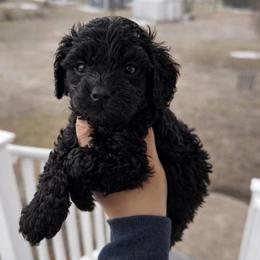 Atlas - Black male Cavapoo puppy in Battle Lake, Minnesota from Panda Puppies