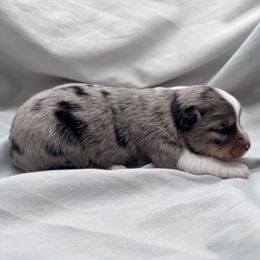 Grace - Blue merle female Miniature Australian Shepherd puppy in Bly, Oregon from Apacheblus Toy Aussies