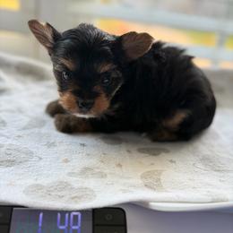 French Bulldog and Yorkshire Terrier Puppies from Twinkle Paws Frenchies and Yorkies