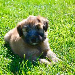 Cedar - Wheaten male Soft Coated Wheaten Terrier puppy in Kirksville, Missouri from Ironwood Ridge Kennels