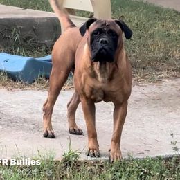 Valhalla - Bullmastiff