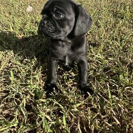 Lucky - Black male Pug puppy in Indian Trail, North Carolina from Love Pugs
