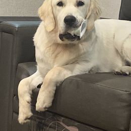 Golden Retriever Puppies from Life is Golden Retrievers