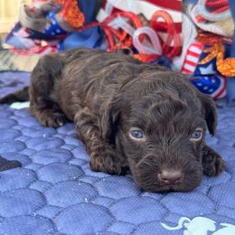 Reggie - Chocolate male Goldendoodle puppy in Lancaster, Kentucky from Dream Paws Puppies, LLC