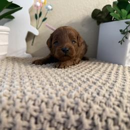 Pink Girl - Red  female Goldendoodle puppy in Colorado Springs, Colorado from Simply Mini Goldendoodles