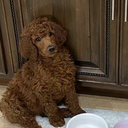 Goldendoodles from Lola’s Lovely Litter