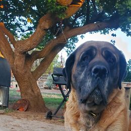 Phoebe - Mastiff