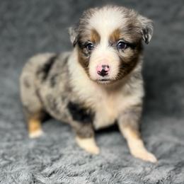 Bella - Blue merle female Miniature Australian Shepherd puppy in Alabama from SBA Aussies