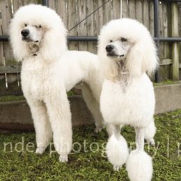 Chinese Crested and Poodle All Grown Up from Mindy Dobrow's Chinese Crested Puppies and standard poodles