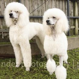 Chinese Crested and Poodle All Grown Up from Mindy Dobrow's Chinese Crested Puppies and standard poodles