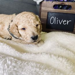 Bernedoodle and Labradoodle Puppies from Royal Doodles