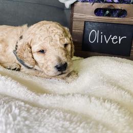 Bernedoodle and Labradoodle Puppies from Royal Doodles