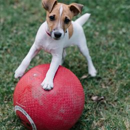 Parson Russell Terrier, Poodle, and Whoodle All Grown Up from Blue Skies Terriers