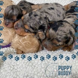 Cavapoo puppies from Puppy Buddy USA