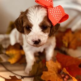 Sarabi - White female Cavapoo puppy in Bradenton, Florida from Christianna’s Mini Goldendoodles