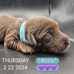 Dachshund Puppies from Wayward Home Dachshunds