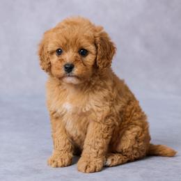 Ella - Red female Cavapoo puppy in Apple Creek, Ohio from Grandeur Valley Puppies