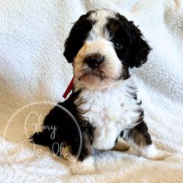 Yen (Red) - Tri-color male Bernedoodle puppy in Rockwall, Texas from Glory Doodles