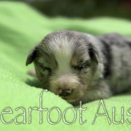 Boy 2 - Blue merle male Australian Shepherd puppy in Lowell, Indiana from Bearfoot Aussies and Tollers