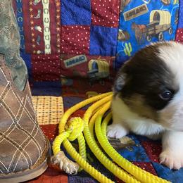 Girl 2 - Pembroke Welsh Corgi puppy in Brigham City, Utah from LL Corgi Co