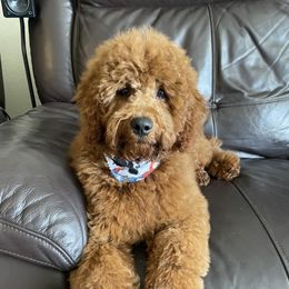 Cavapoo, Goldendoodle, and Poodle All Grown Up from Dlm_doodles