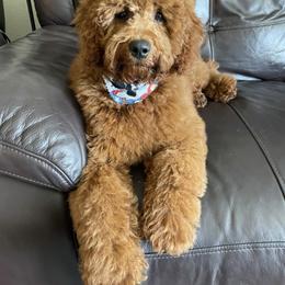 Cavapoo, Goldendoodle, and Poodle All Grown Up from Dlm_doodles