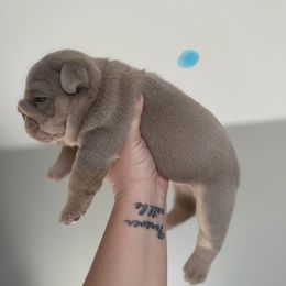 Torres - Lilac tri-color male Bulldog puppy in Hernando, Mississippi from Blues City Bulldogs