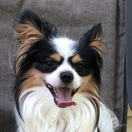 Papillons from Filbert's Lazy Dayz Papillons