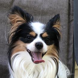 Papillons from Filbert's Lazy Dayz Papillons