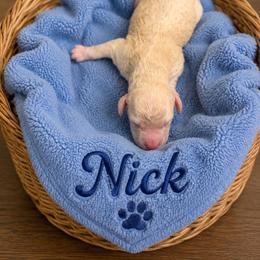 Nick - Apricot male Goldendoodle puppy in North Branch, Michigan from Graceful Miniature Goldendoodles