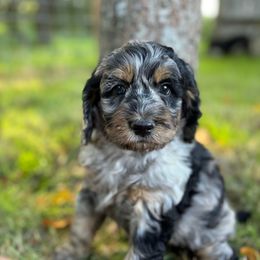 Traveler - Black white and tan male Cockapoo puppy in Carlotta, California from Lost Coast Bernese Mountain Dogs