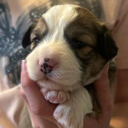 Butch Cassidy - Sable male Pembroke Welsh Corgi puppy in Huntington, Texas from Flower Hill Farm
