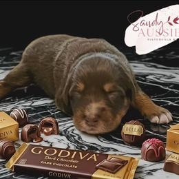 Godiva - Red tri-color female Australian Shepherd puppy in Fultonville, New York from Sandy Aussies & Pomeranians