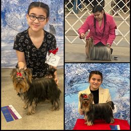 Yorkshire Terrier All Grown Up from Corazón De Cristal Yorkies