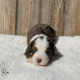 Ria - Merle female Bernedoodle puppy in Wamego, Kansas from Doodles of Oz