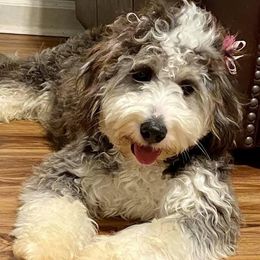 Hannah - Bernedoodle