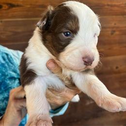 Red tri male - Red tri-color male Australian Shepherd puppy in Chino Valley, Arizona from Cu2 Aussies