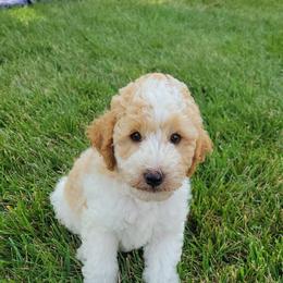 Brown and white - Parti male Goldendoodle puppy in Mc Cutchenville, Ohio from Dawn's Doodles