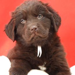 Snow Collar Male - Brown male Newfoundland puppy in Dalton, Ohio from Newfforu
