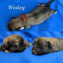 Wesley - Cream male Lhasa Apso puppy in Cincinnati, Ohio from Shangri-La Lhasa Apsos