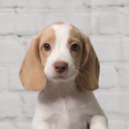 Beagles from 831 Beagles