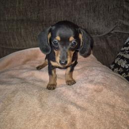 Jazzy - Black and tan female Dachshund puppy in Wakeman, Ohio from Angie's Adorable Dachshunds