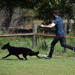 German Shepherd Puppies from Wolves Den Ranch