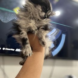 Skyler - Tri-colored female Pomeranian puppy in Brooklyn, New York from Luxury Poms