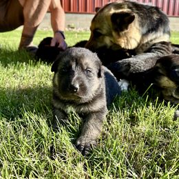 German Shepherd Puppies from Bear Lake Shepherds
