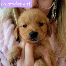 Lavender girl - Dark golden female Golden Retriever puppy in Post Falls, Idaho from River Heights Golden Retrievers