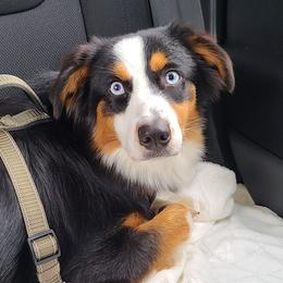 Australian Shepherds, Miniature Australian Shepherds, and Toy Australian Shepherds from Hippie Dog Haven