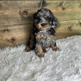 Tucker - Merle male Cockapoo puppy in Middlebury, Indiana from Pine Grove Canines