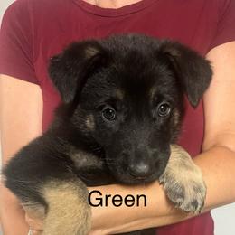 Green collar - Black and tan male German Shepherd puppy in Rushsylvania, Ohio from Surgenor Shepherds!