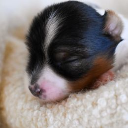 Iris - Parti female Yorkshire Terrier puppy in California from Skyridge Puppies